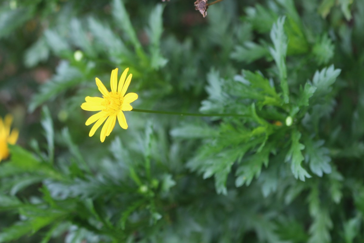 Euryops chrysanthemoides (DC.) B.Nord.